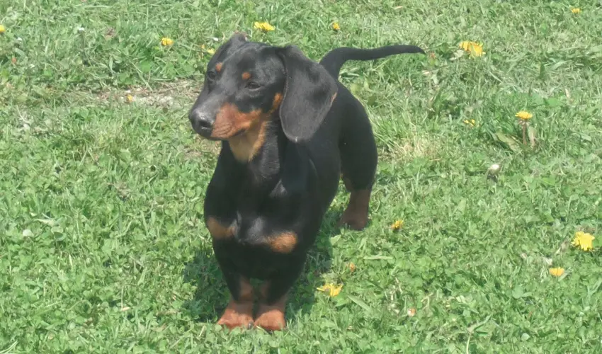 Sokor Fogad Sokorptka