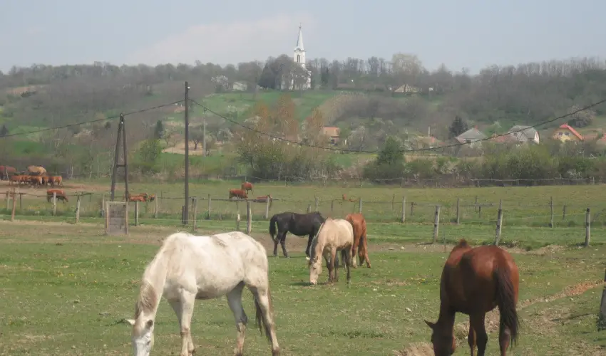 Sokor Fogad Sokorptka