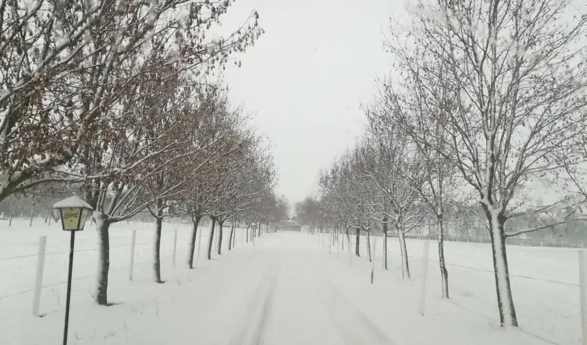 Sokor Fogad Sokorptka