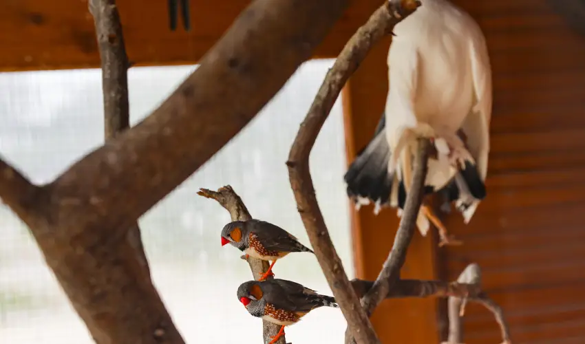 Sokor Fogad Sokorptka