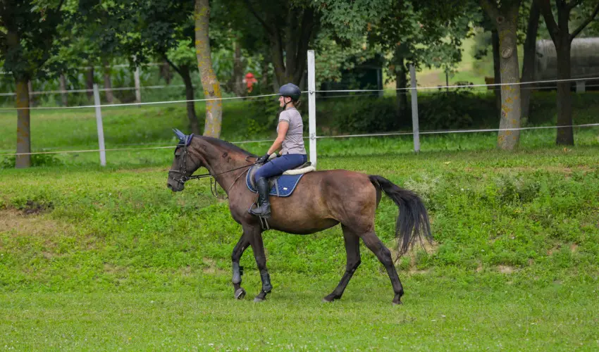 Sokor Fogad Sokorptka