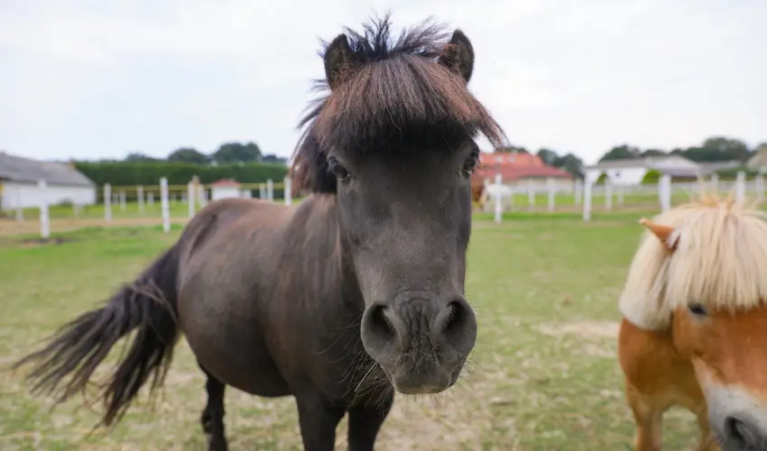 Sokor Fogad Sokorptka