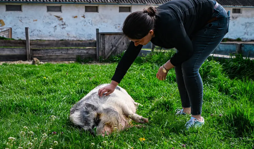 Sokor� Fogad� Sokor�p�tka