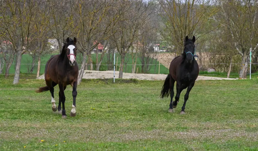 Sokor� Fogad� Sokor�p�tka