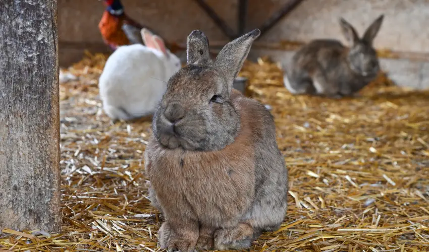 Sokor� Fogad� Sokor�p�tka