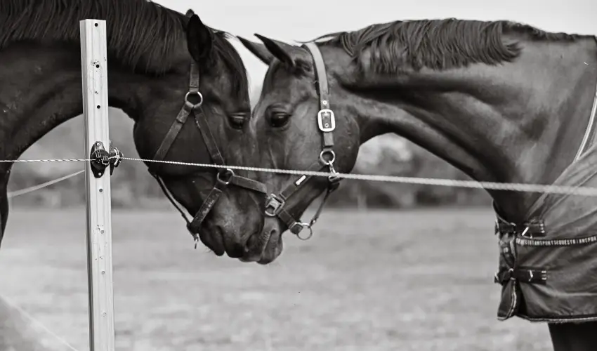 Sokor� Fogad� Sokor�p�tka